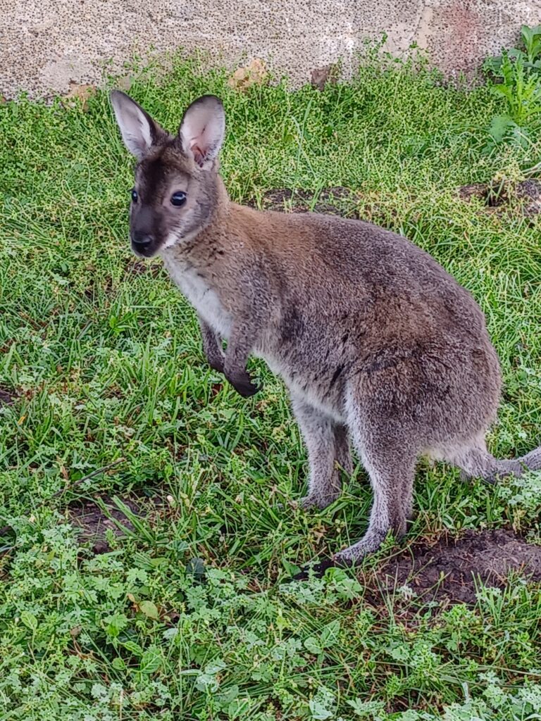 A unique wallaby wedding guest standing in the green grass for unique rustic wedding inspiration at Country Charm Venue