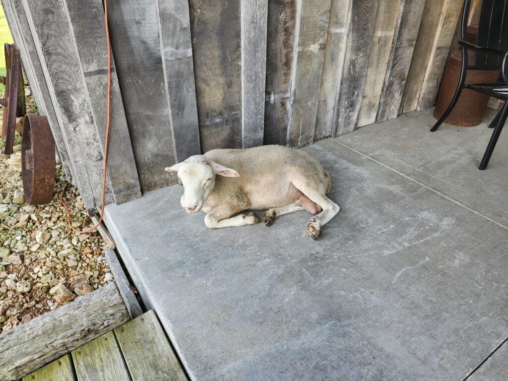 A gentle wedding guest lamb resting on the wooden barn wall of the porch for unique rustic wedding inspiration at Country Charm Venue