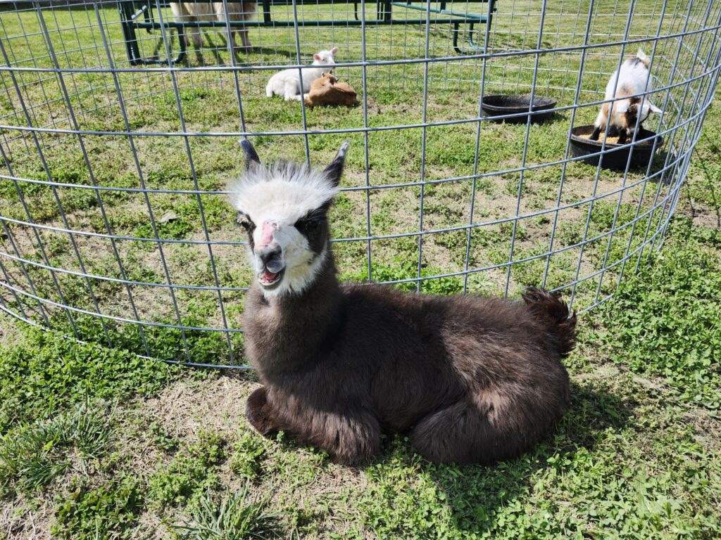 A friendly llama posing for photos in front of the animal pen for unique rustic wedding inspiration at Country Charm Venue