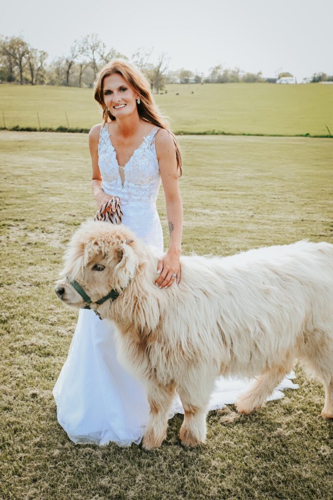Bride in a lace wedding dress posing with a fluffy Highland cow on an animal friendly venue lawn