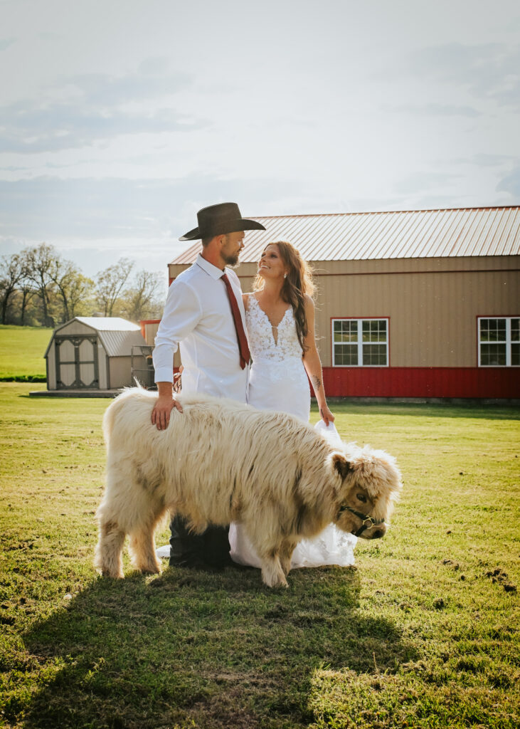 A bride in a lace wedding dress and a groom in a black cowboy hat stand in a pasture petting a white Highland cow with a red barn in the background.