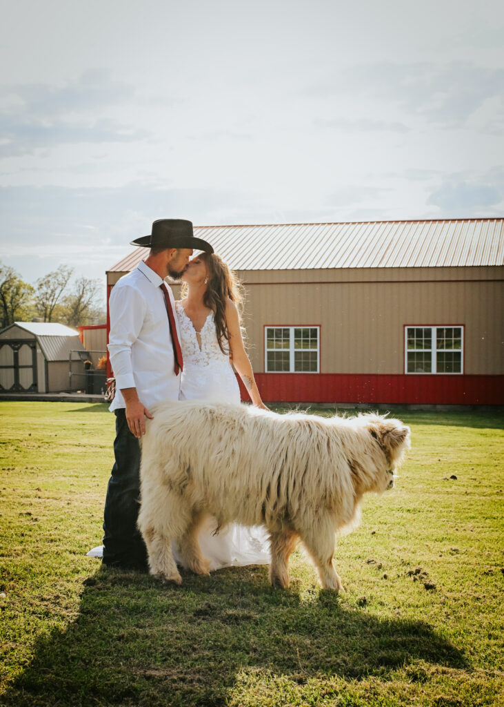 A bride and groom kiss in a grassy field behind a white Highland cow with a red barn in the background.